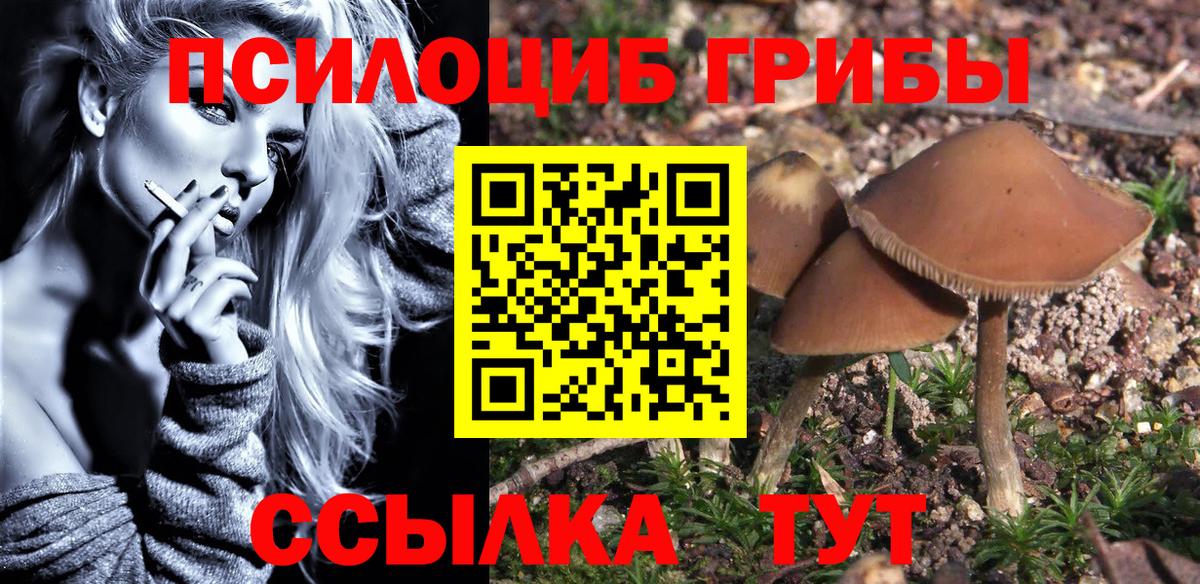 Галлюциногенные грибы Psilocybe Моршанск